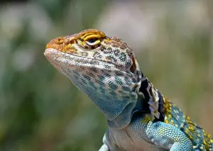 Utah Prints: Common Collared Lizard (Crotaphytus collaris auriceps) Yellow-headed race
