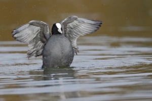 Flapping Prints: Common Coot (Fulica atra) adult, bathing, Warwickshire, England, March