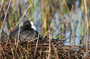 Nest Prints: Common Coot (Fulica atra) adult