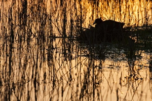 Nest Prints: Common Coot (Fulica atra) adult, sitting on nest at sunset, Elmley Marshes N. N. R