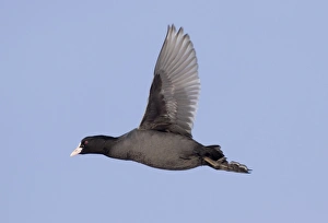 Coots Prints: Common Coot (Fulica atra) adult, in flight, Norfolk, England, winter