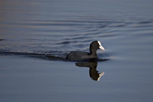 Common Coot (Fulica atra) adult, swimming, Strumpshaw Fen RSPB Reserve, River Yare, The Broads, Norfolk, England, march
