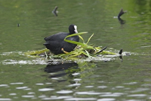 Coots Prints: Common Coot (Fulica atra) adult