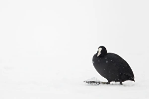 Shower Prints: Common Coot (Fulica atra) adult