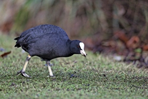 Coots Prints: Common Coot (Fulica atra) adult, feeding on grass, West Midlands, England, february