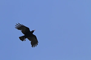 Common Coot (Fulica atra) adult, in flight, Norfolk, England, march