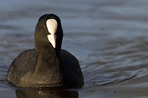 Coots Prints: Common Coot (Fulica atra) adult