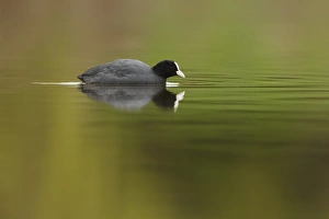 Common Coot (Fulica atra) adult, swimming across lake, Shropshire, England, march