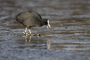 Freeze Prints: Common Coot (Fulica atra) adult