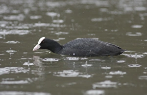 Common Coot (Fulica atra) adult, swimming on lake in heavy rain shower, West Yorkshire, England, february