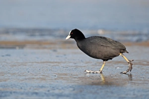 Freeze Prints: Common Coot (Fulica atra) adult, walking on ice, Norfolk, England, february