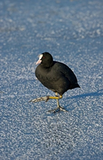 Common Coot (Fulica atra) adult, walking on ice, Merseyside, England, december