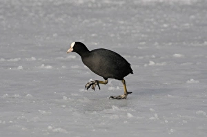 Common Coot (Fulica atra) adult, walking on ice, Norfolk, England, February