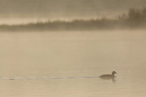 Common Coot (Fulica atra) adult, swimming on lake in early morning mist, West Yorkshire, England, July