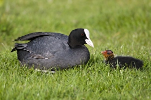 Elmley Prints: Common Coot (Fulica atra) adult with chick