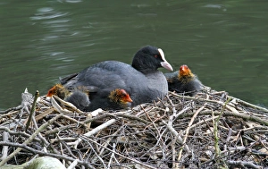 Coots Prints: Common Coot (Fulica atra) adult with chicks