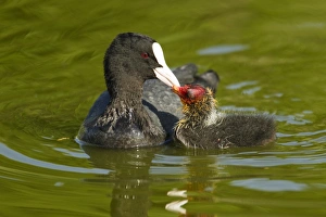 Coots Prints: Common Coot (Fulica atra) adult feeding chick