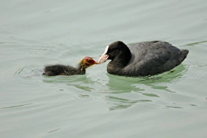Coots Prints: Common Coot (Fulica atra) adult feeding young, swimming, Italy, june