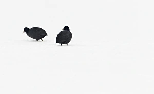 Coots Prints: Common Coot (Fulica atra) adult pair