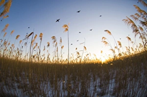 Common Coot (Fulica atra) adults, in flight, gathering in reedbed habitat to roost at dusk, England, winter