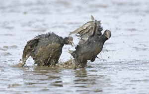 Common Coot (Fulica atra) two adults, fighting in territorial dispute, in muddy water, Norfolk, England, spring