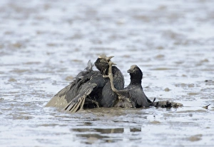 Common Coot (Fulica atra) two adults, fighting in territorial dispute, in muddy water, Norfolk, England, spring