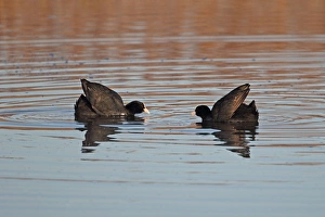 Common Coot (Fulica atra) two adults, squaring up to fight on water, Strumpshaw Fen RSPB Reserve, River Yare, The Broads, Norfolk, England, april