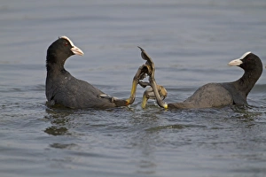 Coots Prints: Common Coot (Fulica atra) two adults, fighting in water, Norfolk, England
