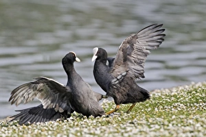 Coots Prints: Common Coot (Fulica atra) two adults, fighting on bank, Midlands, England, april