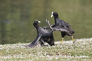 Common Coot (Fulica atra) two adults, fighting on bank, Midlands, England, april