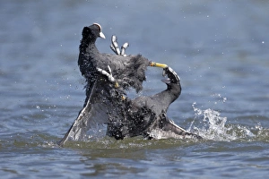 Common Coot (Fulica atra) two adults, fighting on water, Hertfordshire, England, May