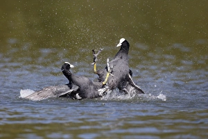 Common Coot (Fulica atra) two adults, fighting on water, Hertfordshire, England, May
