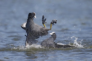 Common Coot (Fulica atra) two adults, fighting on water, Hertfordshire, England, May