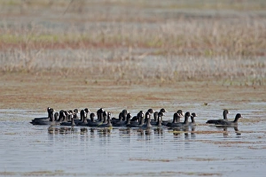 Flock Prints: Common Coot (Fulica atra) flock