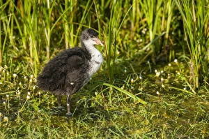 Shallows Prints: Common Coot (Fulica atra) juvenile, standing in shallow pool, Elmley Marshes N. N. R