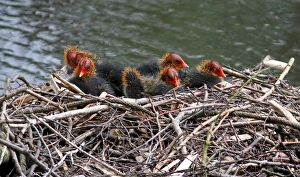 Common Coot (Fulica atra) seven chicks, sitting at nest on lake, Leicestershire, England, june