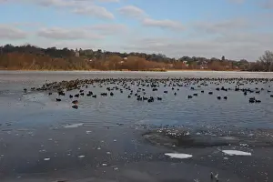 Waterbirds Prints: Common Coot (Fulica atra) and Tufted Duck (Aythya fuligula) flock