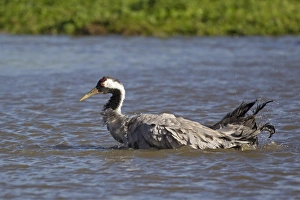 Gloucestershire Prints: Common Crane (Grus grus) adult