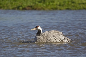 Common Crane (Grus grus) adult, bathing in water, Slimbridge, Gloucestershire, England, October