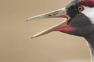 Crane Prints: Common Crane (Grus grus) adult, close-up of head, calling, Lake Hornborga, Sweden
