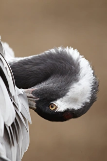 Common Crane (Grus grus) adult, close-up of head and neck, preening wing feathers, Lake Hornborga, Sweden