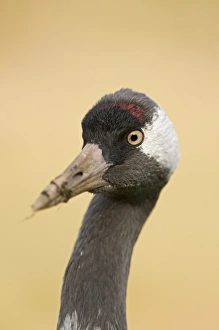 Crane Prints: Common Crane (Grus grus) adult
