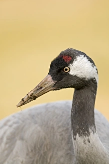 Common Crane (Grus grus) adult, close-up of head and neck, feeding in potato field, near Lakenheath, Norfolk, England, spring