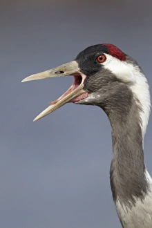 Common Crane (Grus grus) adult, close-up of head and neck, calling, Lake Hornborga, Sweden