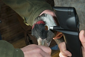 Common Crane (Grus grus) adult, close-up of head, with veterinary surgeon using rebound tonometer to check eye pressure