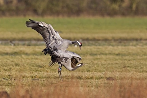 Gloucestershire Prints: Common Crane (Grus grus) adult pair