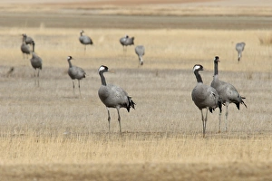 Winters Prints: Common Crane (Grus grus) adults
