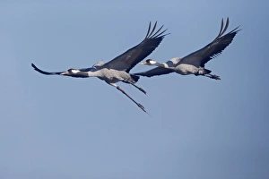 Gloucestershire Prints: Common Crane (Grus grus) two adults