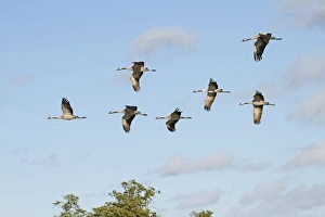 Gloucestershire Prints: Common Crane (Grus grus) seven adults