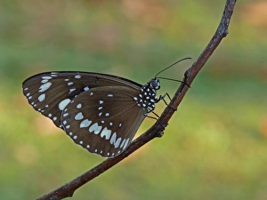 Crow Prints: Common Crow (Euploea core) adult